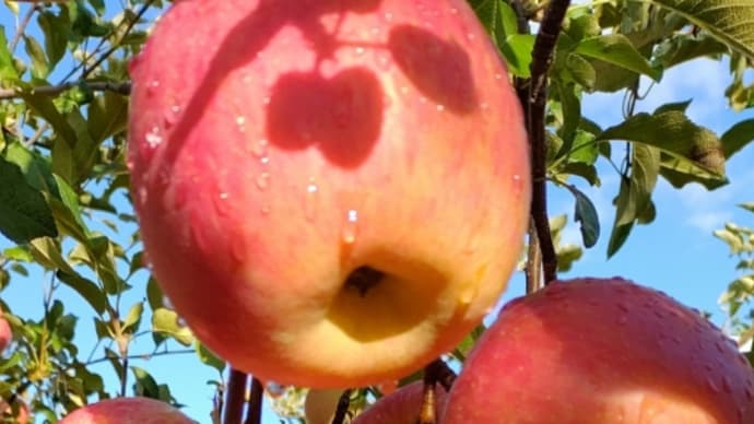 弘前ふじ収穫🍅