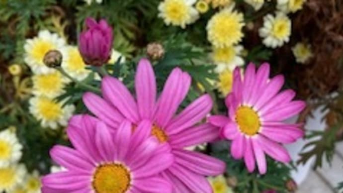 町内会のお花見です!