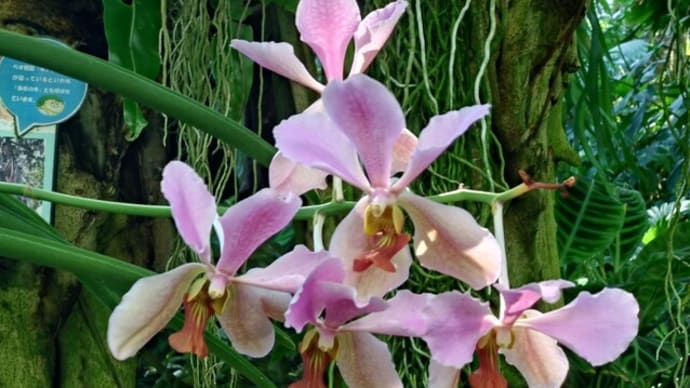 久し振りの花博記念公園鶴見緑地にて