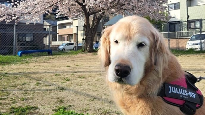 安部山公園の桜情報④　市政だより製作　２４．４/７