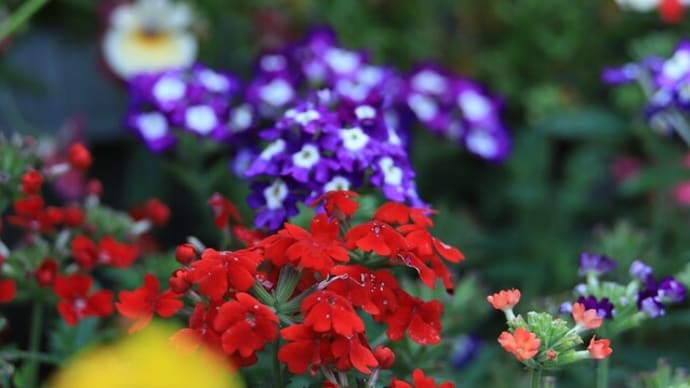 庭の花たち