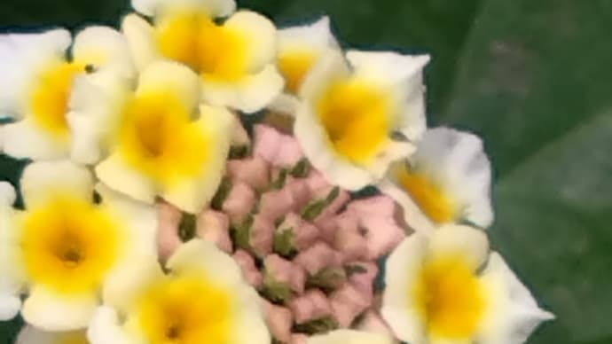 酷暑の砌(みぎり)