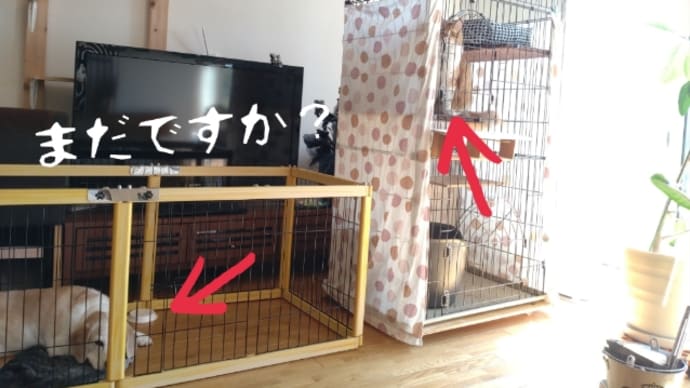 金色たち受難。