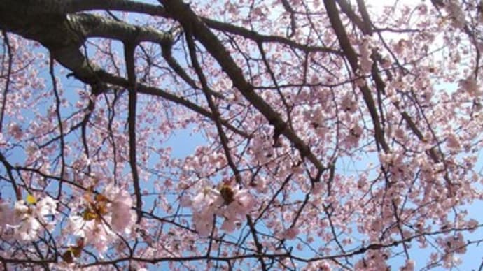 懐かしいモノとお花