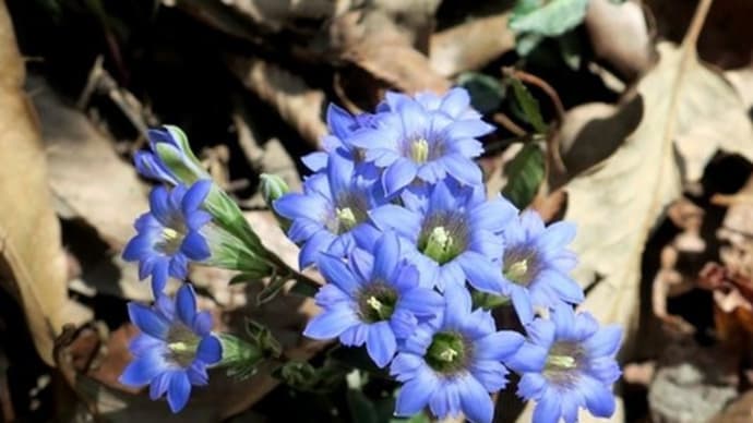 里山 春の花たち