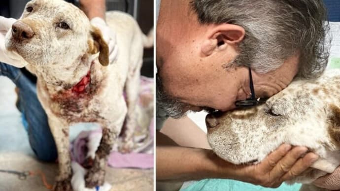 飼い主を守りナイフで刺された犬に起きた奇跡の回復