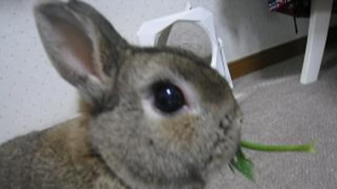 やっぱりコレしか合わない。