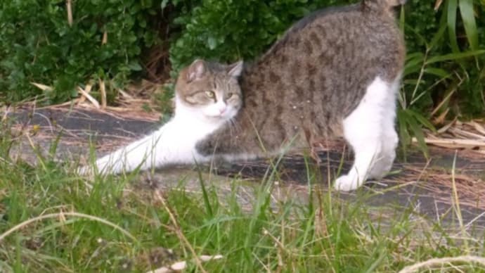 🐈ケンカの後で一息…多摩川猫シリーズ