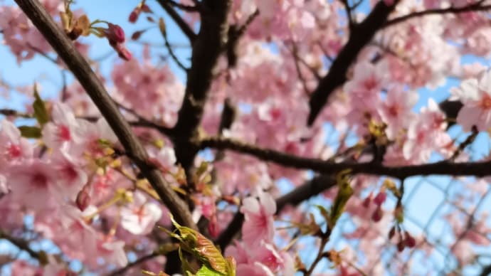今日の河津桜🌸＆小梅ちゃん🍬