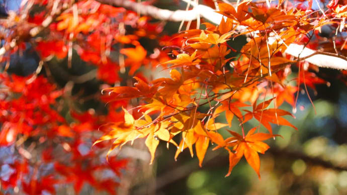 平林寺までの散策路の紅葉