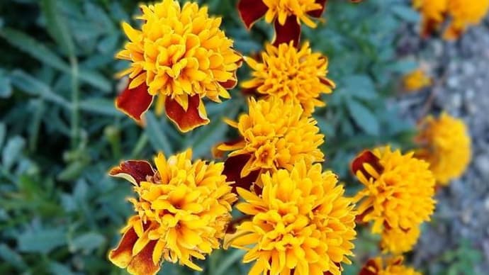 French marigold