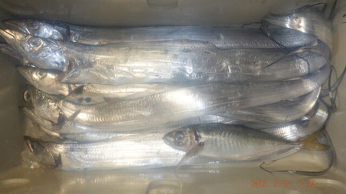 昨日釣魚タチウオ・アジ下処理