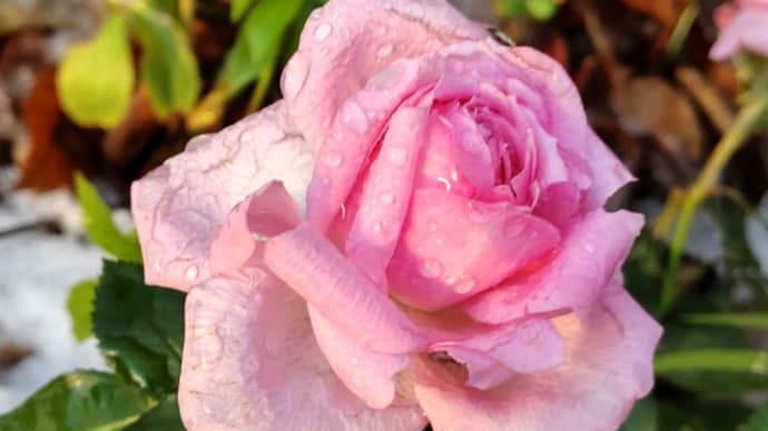 朝日が薔薇の雪を溶かして