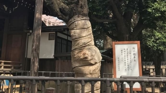 開花宣言