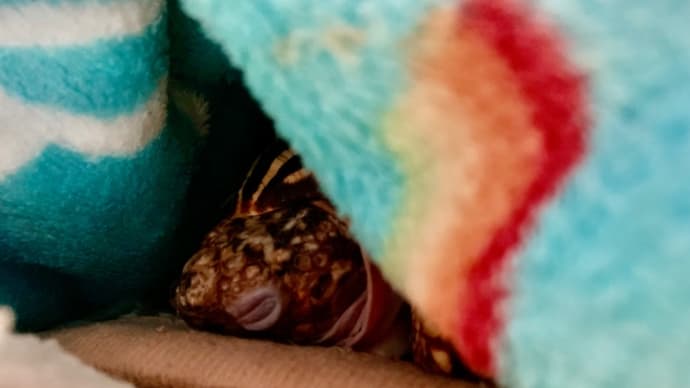☆ホシガメ☆お気に入りの場所で(∪。∪)。。。zzz