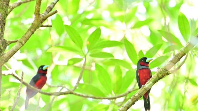タイ南部紀行2024年2月 パンガー湾国立公園編 その3/クロアカヒロハシ アカショウビン チャバラクロバンケンモドキ等