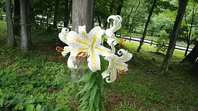 山百合ラスト率50%超 さるすべり(百日紅)開花 オオカナダモ(アナカリス)開花