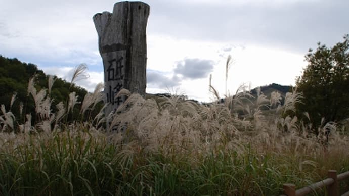 砥峰高原のススキ