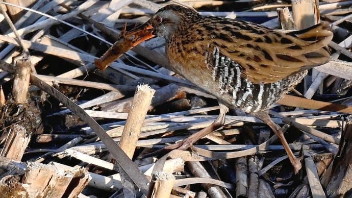 遊水地の野鳥