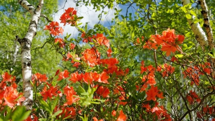 夏告花