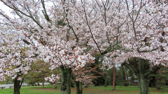 京都御苑の桜