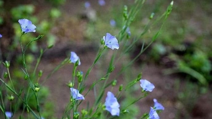 庭の青い花・・