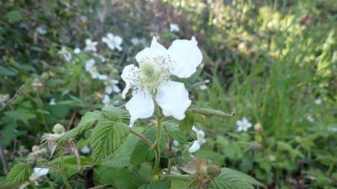Bramble