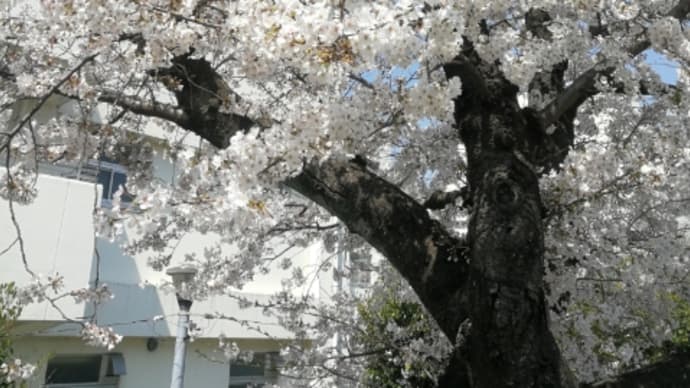 桜🌸満開