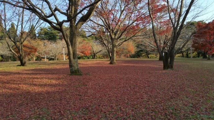 紅葉じゅうたん