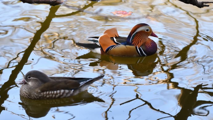 ◆オシドリを茂原公園で