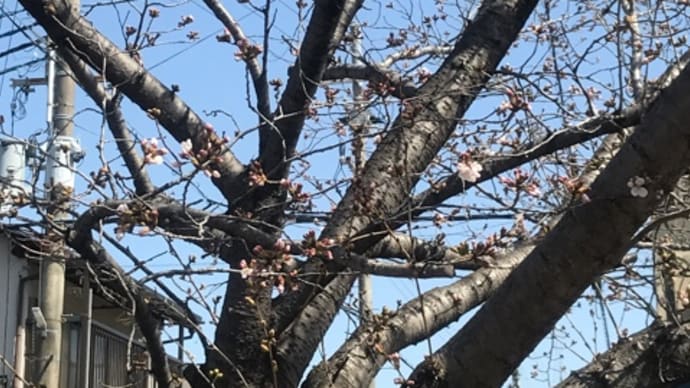 城南荘の桜2021 さき初めています