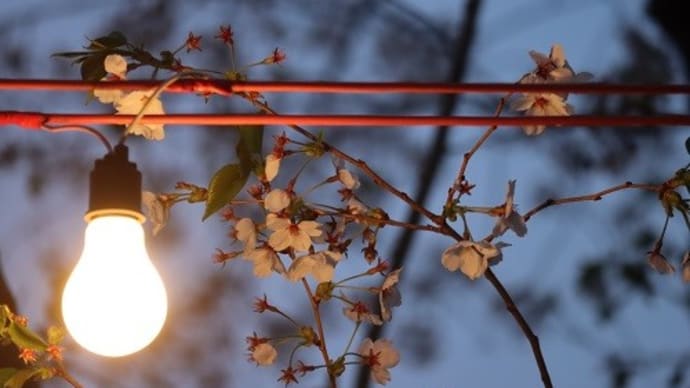角館　侘しい夜桜
