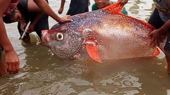 地震で巨大魚が現れる