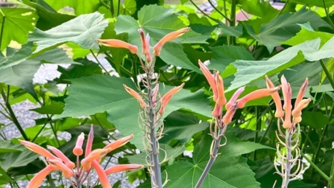 アロエの花終わり?