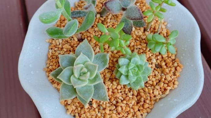 「✨全て持っている 全て備わっている」 ほっこりした世界観 多肉植物💖と ベニフキノメイガの幼虫のサナギへの道