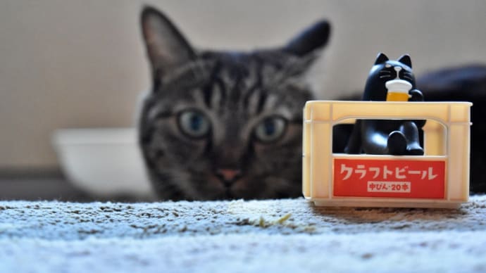 我が家の愛猫 茶々