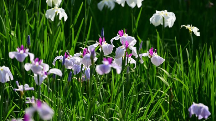◆菖蒲田(泉自然公園/千葉市)