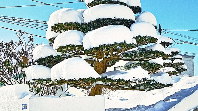 低気圧の置き土産： 枝の雪の重みにじっと耐える庭木のイチイ（オンコ）