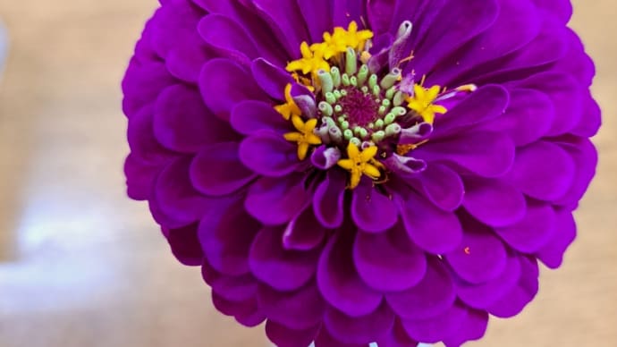 嵐が出ない歌番組で嵐の芋さを再確認し安心する夜。