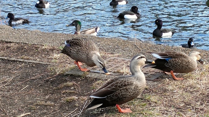 石神井公園