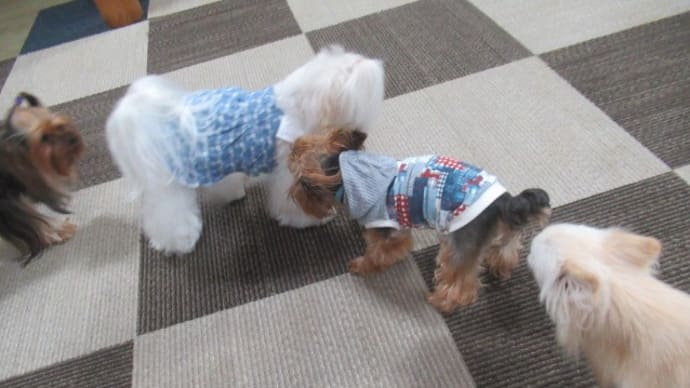 21/08/16 犬の幼稚園BuddyDog