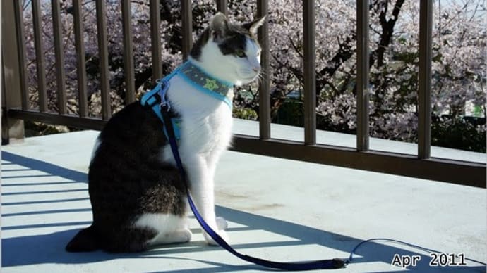 「愛情ホルモン(猫様から)」「ネット銀行へ問合せ」