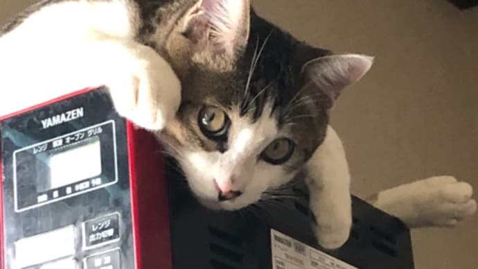 にゃんこの日😺