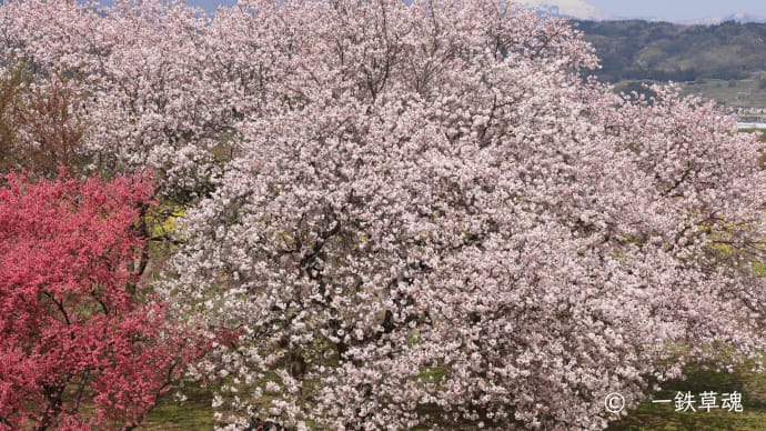 延々と続く千曲川のサクラ堤
