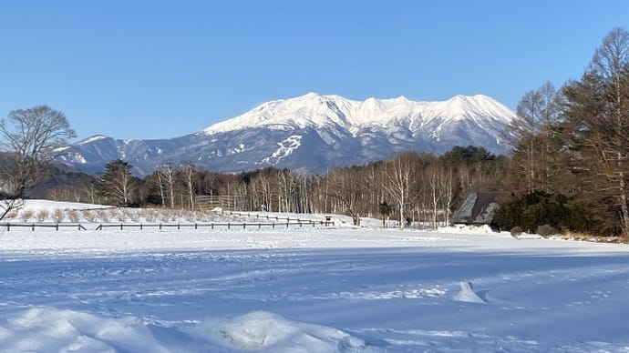 木曽馬の里の子馬