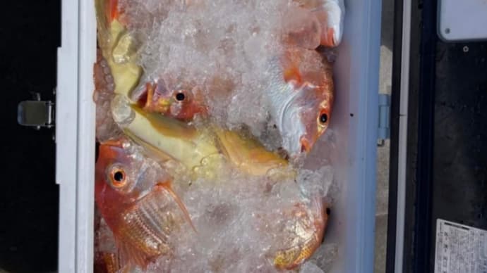 連子鯛、食する!