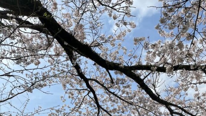 志太泉 百八景 第七景 志太泉の桜