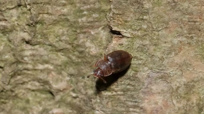 2023年 公園の虫さんたち! (2)《 ユウレイグモを見つけたのだ 》