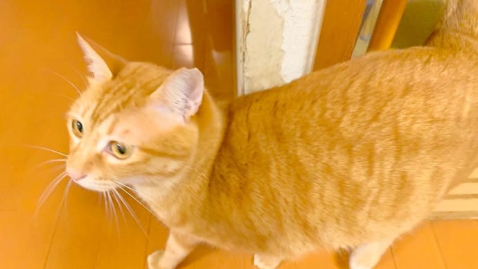 幸せの黄色い猫。