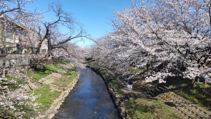 04-Apr-25 花見じゃ